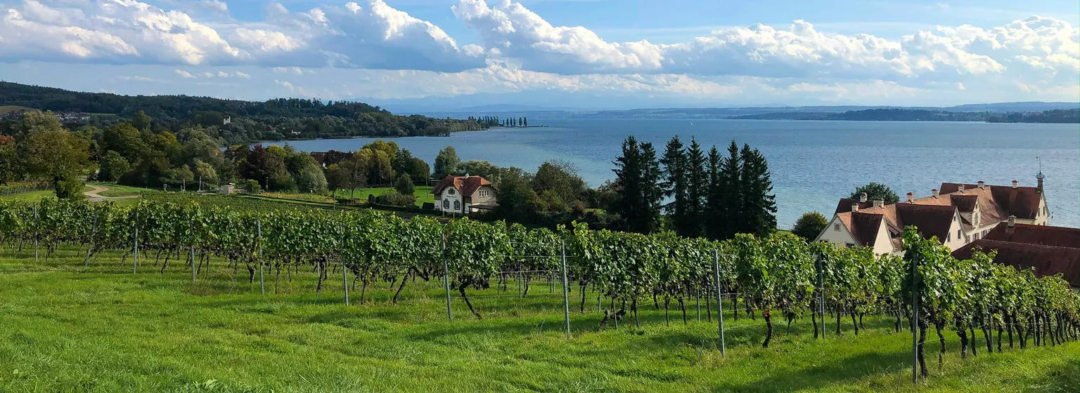Sicht über die Rebberge und Bodensee