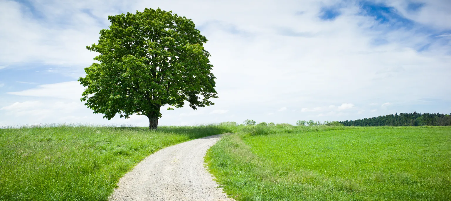 Landschaft Baum Weg